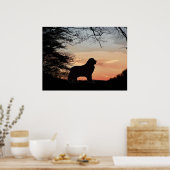 ニューファンドランド犬のポスター ポスター (キッチン)