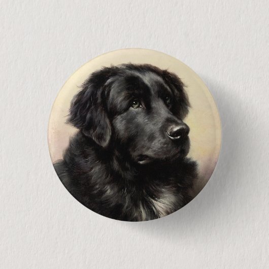 ニューファンドランド犬ヴィンテージリアル絵を描 缶バッジ (正面)