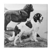 ニューファンドランド犬 – ヴィンテージイラストレーション タイル (正面)