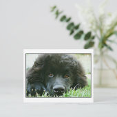 ニューファンドランド ポストカード (スタンド正面)