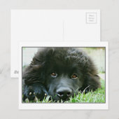 ニューファンドランド ポストカード (正面/裏面)