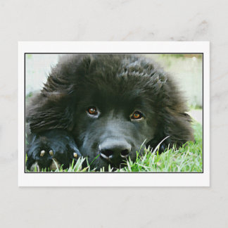 ニューファンドランド ポストカード