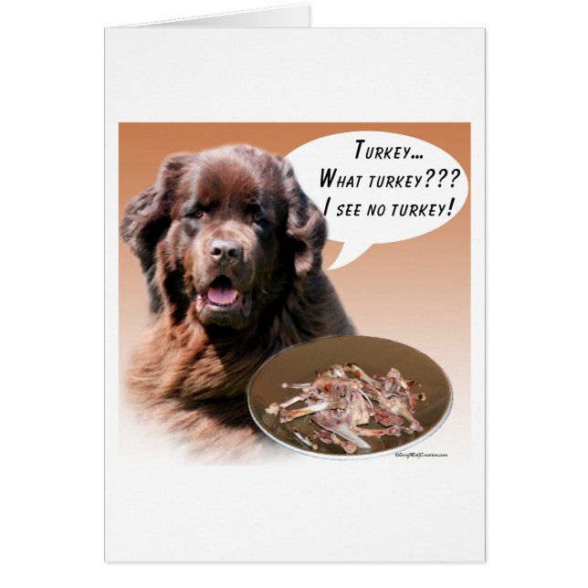 ニューファンドランド（茶色）トルコ (正面)