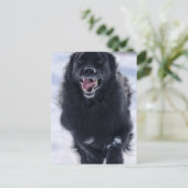 ニューファンドランニングランドのはがき ポストカード (スタンド正面)