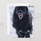 ニューファンドランニングランドのはがき ポストカード (正面/裏面)