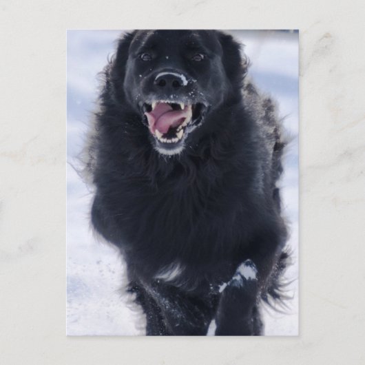 ニューファンドランニングランドのはがき ポストカード (正面)