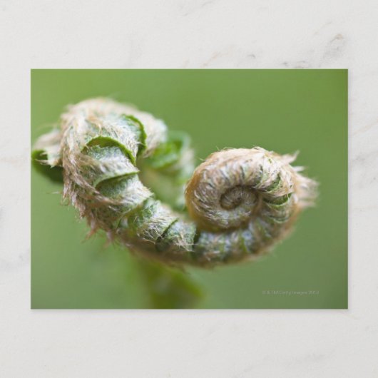 ニューファーンブランチ ポストカード (正面)