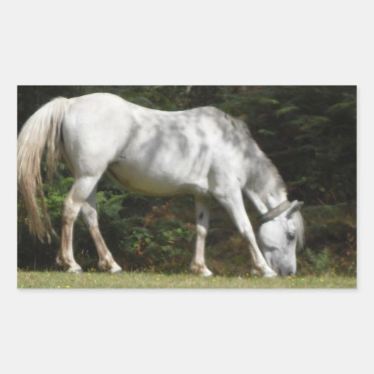 ニューフォレストポニーの放牧 長方形シール (正面)