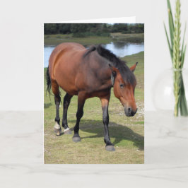 ニューフォレストポニー空白の カード