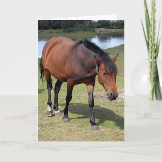 ニューフォレストポニー空白の カード (正面)