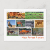 ニューフォレストポニー ポストカード (正面)