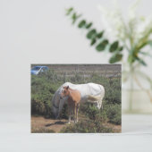 ニューフォレストマーレアンドフォール ポストカード (スタンド正面)