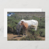 ニューフォレストマーレアンドフォール ポストカード (正面/裏面)