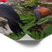 ニューブランズウィックの裏庭の鳥 ポスター (角)