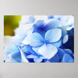 ニューブルース ポスター