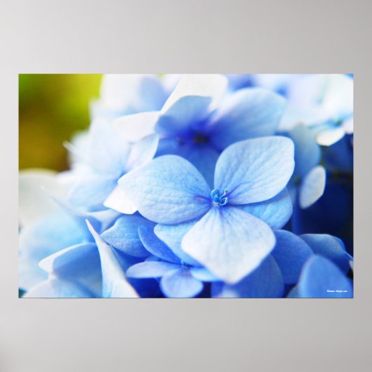 ニューブルース ポスター (正面)