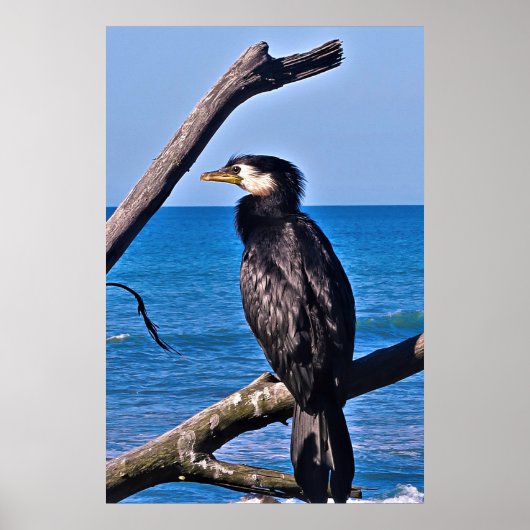 ニュープリマスの鵜 ポスター (正面)