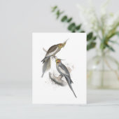 ニューホランドパラケートバイエドワード・リア ポストカード (スタンド正面)