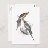 ニューホランドパラケートバイエドワード・リア ポストカード (正面/裏面)