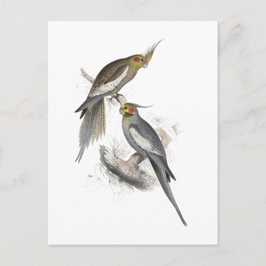 ニューホランドパラケートバイエドワード・リア ポストカード (正面)