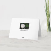 ニューホワイト牡丹花の写真サンキューカード サンキューカード (裏面)