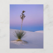 ニューメキシコのホワイトサンズ国家記念碑。 ポストカード (正面)