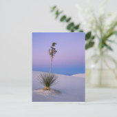 ニューメキシコのホワイトサンズ国家記念碑。 ポストカード (スタンド正面)