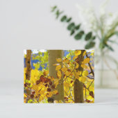 ニューメキシコの《植物》アスペン ポストカード (スタンド正面)