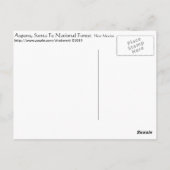 ニューメキシコの《植物》アスペン ポストカード (裏面)