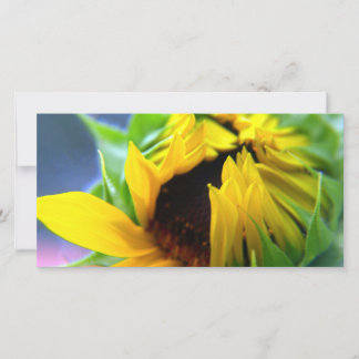 ニューメキシコひまわり