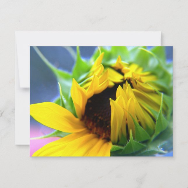 ニューメキシコひまわり (正面)