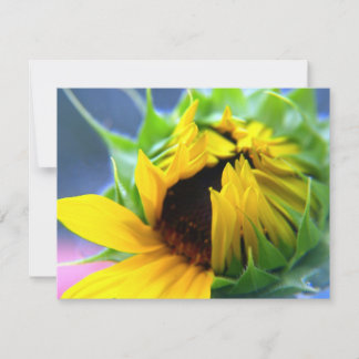 ニューメキシコひまわり