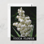 ニューメキシコユッカ花 ポストカード (正面/裏面)