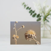 ニューメキシコ冬開花 ポストカード (スタンド正面)