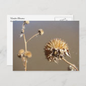 ニューメキシコ冬開花 ポストカード (正面/裏面)