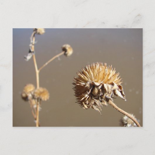 ニューメキシコ冬開花 ポストカード (正面)