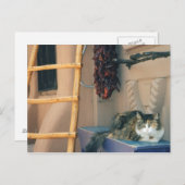 ニューメキシコ州の猫 ポストカード (正面/裏面)