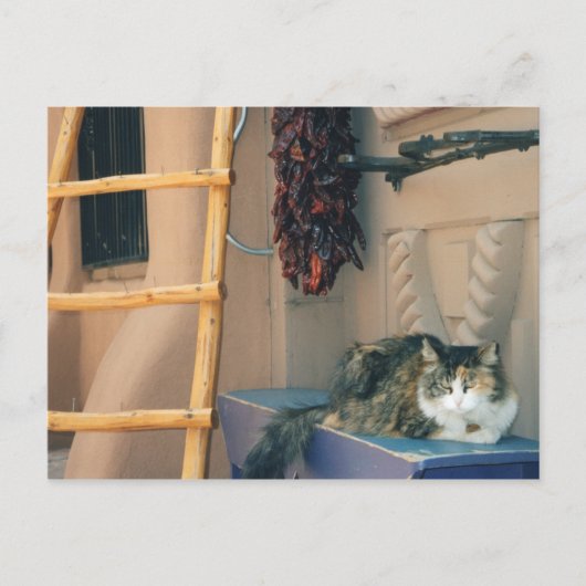 ニューメキシコ州の猫 ポストカード (正面)