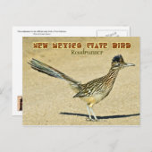 ニューメキシコ州バード:ロードランナー ポストカード (正面/裏面)
