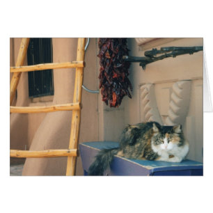 ニューメキシコ猫