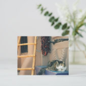 ニューメキシコ猫 ポストカード (スタンド正面)