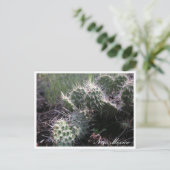 ニューメキシコ産サボテン ポストカード (スタンド正面)