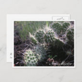 ニューメキシコ産サボテン ポストカード (正面/裏面)