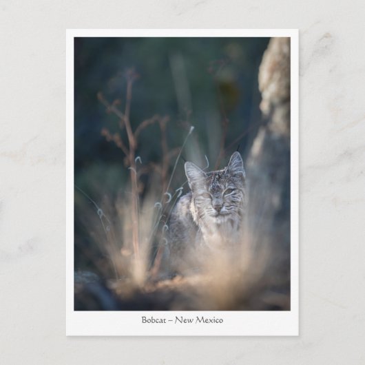 ニューメキシコ風景写真 ポストカード (正面)