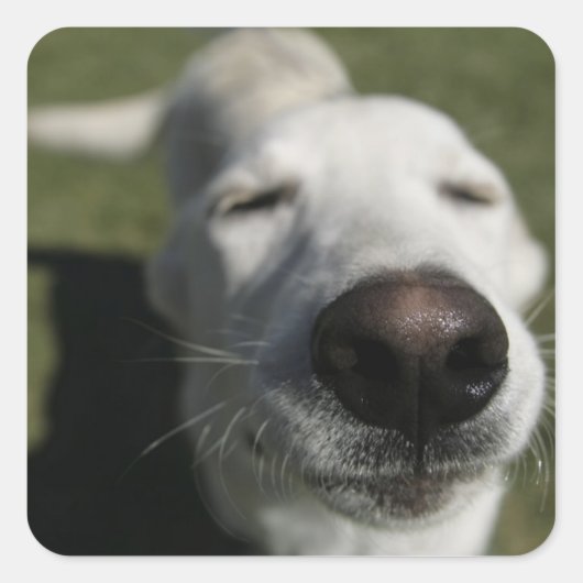 ニューメキシコ，サンタフェ スクエアシール (正面)