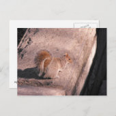 ニューヨークのリス ポストカード (正面/裏面)