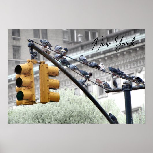 ニューヨークの鳩 ポスター (正面)