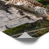 ニューヨークラージの裏庭の鳥 ポスター (角)