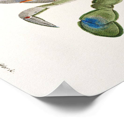 ニューヨーク動物学のブルーカニイラストレーション ポスター (角)