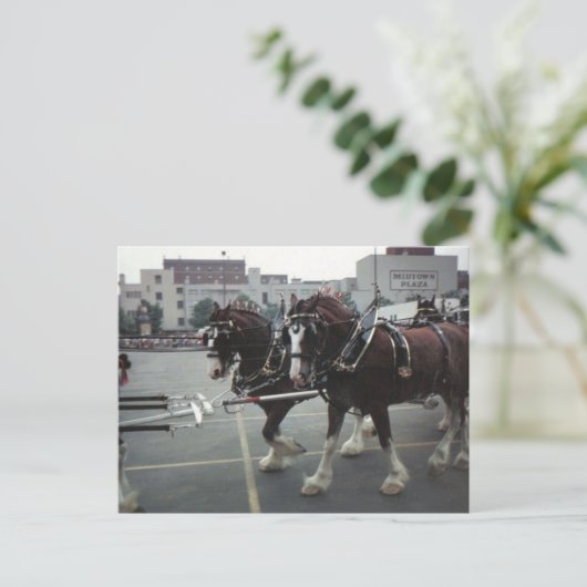 ニューヨーク州エルミラのミッドタウンプラザでクリデールウマーズ ポストカード (スタンド正面)